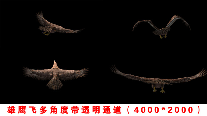 雄鹰老鹰飞翔带透明通道视频