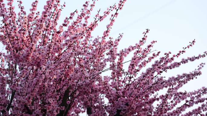 实拍梅花 特写 梅树 腊梅 梅花