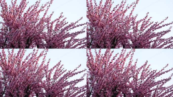实拍梅花 特写 梅树 腊梅 梅花