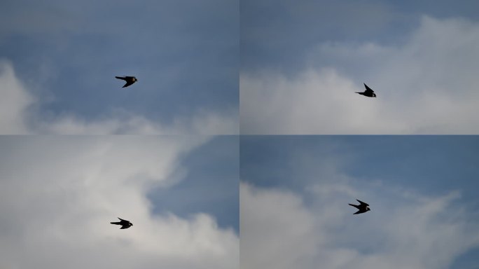 世界上飞行速度最快的鸟类--游隼