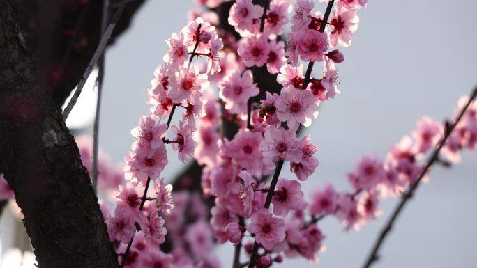 实拍梅花 特写 梅树 腊梅