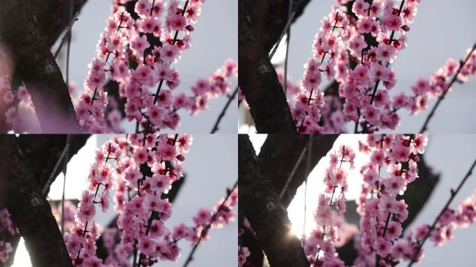 实拍梅花 特写 梅树 腊梅