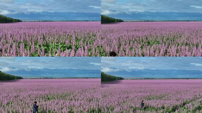 新疆 伊犁 昭苏 紫苏 花海 航拍