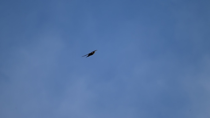 极速飞行的老鹰（游隼）