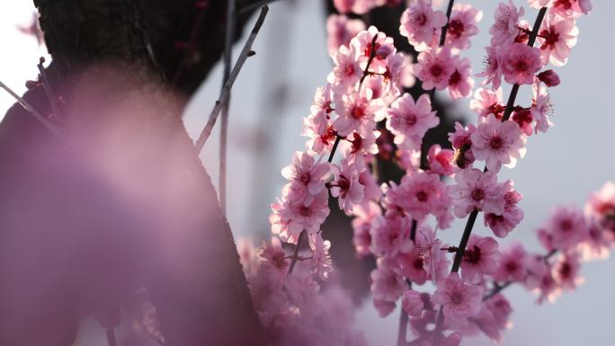 实拍梅花 特写 梅树 腊梅