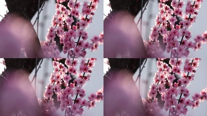 实拍梅花 特写 梅树 腊梅