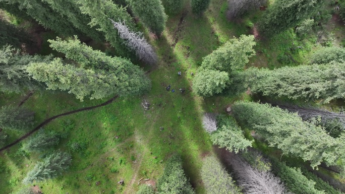 新疆 伊犁 昭苏 夏塔 雪山 航拍 森林