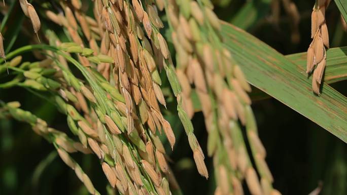 水稻稻田农业粮食