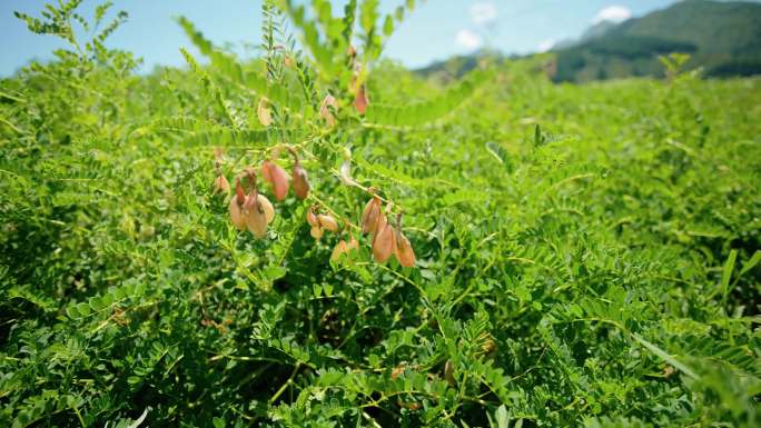 黄芪种植基地