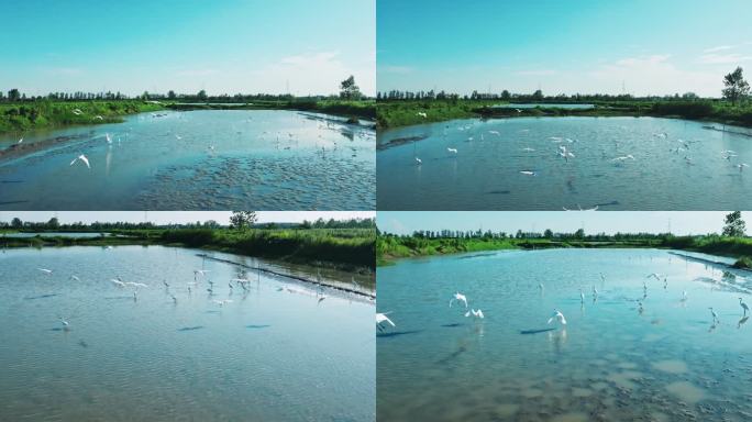 4K水边湖面飞翔的白鹭 湿地白鹭飞翔