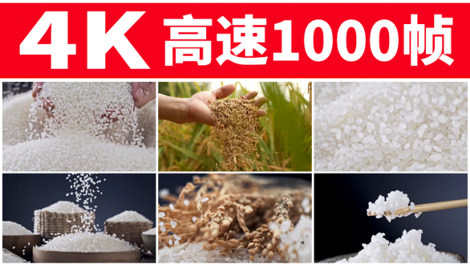 珍珠米圆米大米农业丰收米饭水稻粮食稻穗