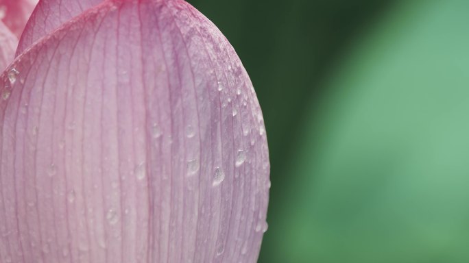 雨后荷花挂满露珠的特写镜头
