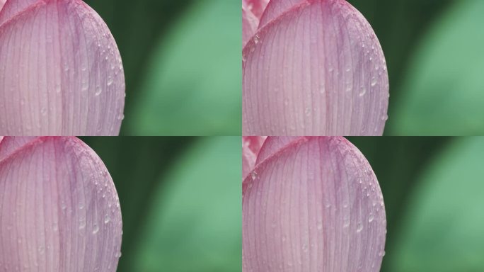 雨后荷花挂满露珠的特写镜头