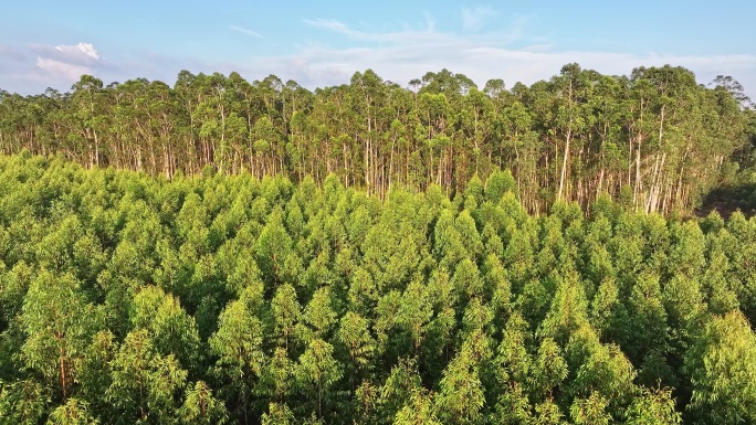 海南东方桉树种植园航拍