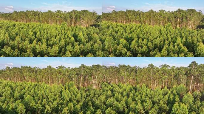 海南东方桉树种植园航拍