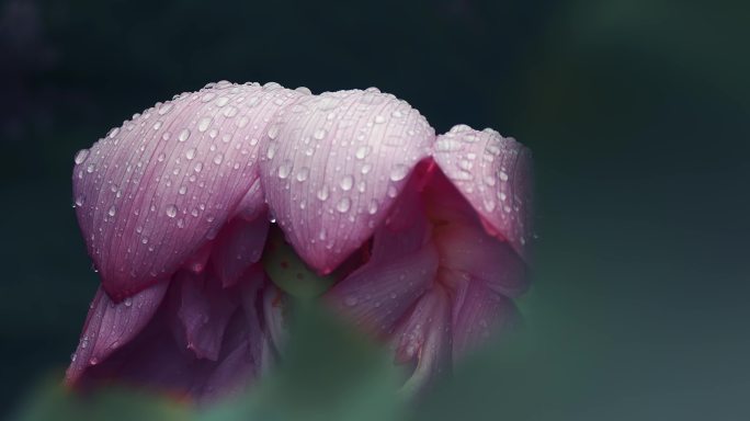 雨后荷花挂满露珠的特写镜头