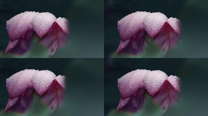 雨后荷花挂满露珠的特写镜头