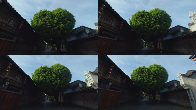 三坊七巷爱心树