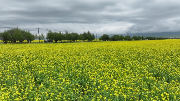 青海 门源 祁连山 航拍 油菜花海