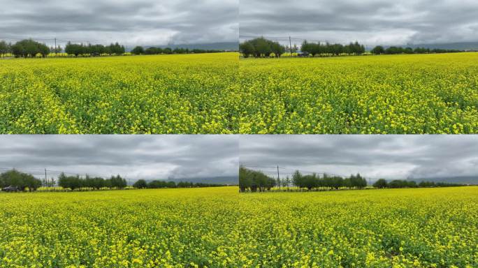 青海 门源 祁连山 航拍 油菜花海