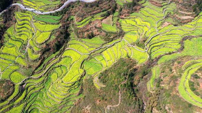 江西婺源 徽派建筑 油菜花田 航拍 4K