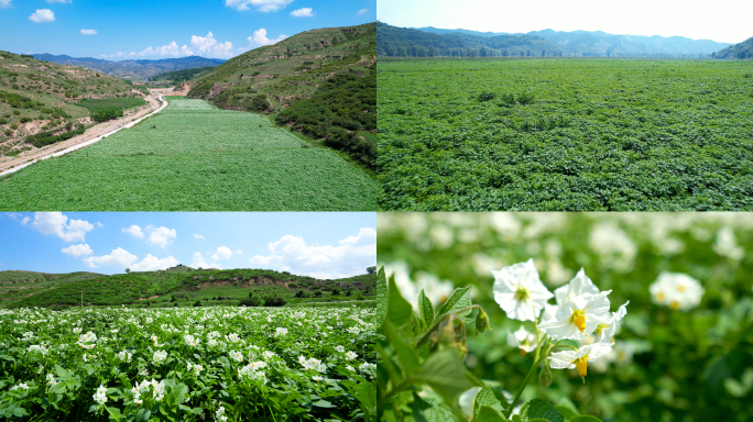 万亩马铃薯种植基地土豆花