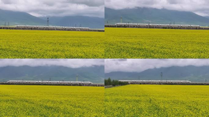 青海 门源 祁连山 航拍 油菜花海