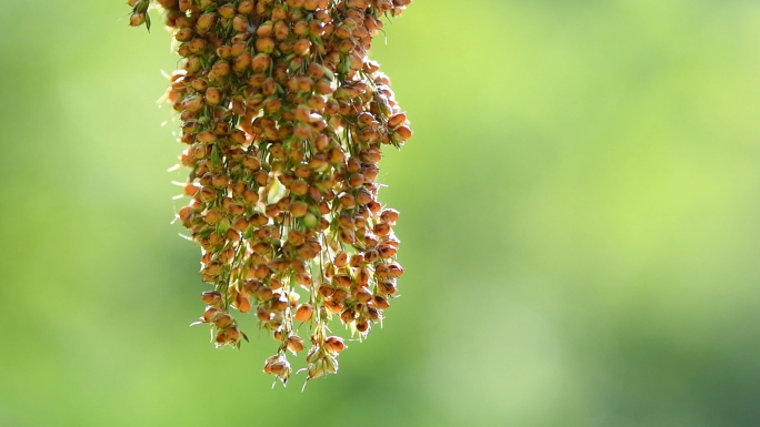 茅台酒原材料高粱种植基地红缨子高粱丰收