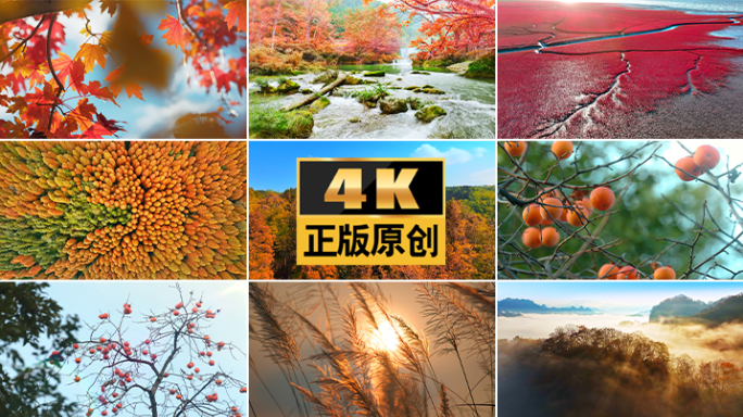 秋天秋立秋天气秋秋季秋天自然生态秋秋天秋