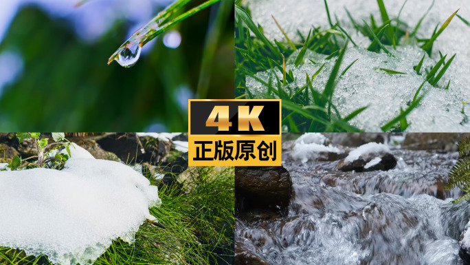 雪冰雪融化春春天种子发芽化雪万物复苏生长