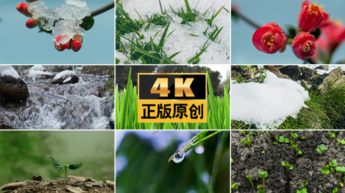 雪冰雪融化春春天种子发芽化雪万物复苏生长