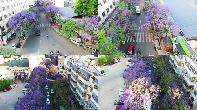 昆明蓝花楹航拍 教场中路