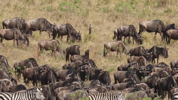 非洲肯尼亚野生动物大迁徙，角马迁徙的过程