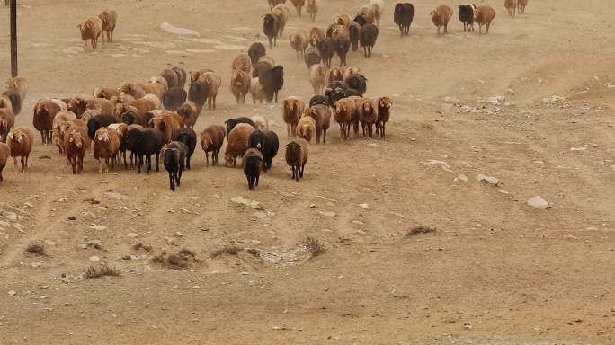 阿勒泰牛羊迁徙，新疆阿勒泰牧民转场