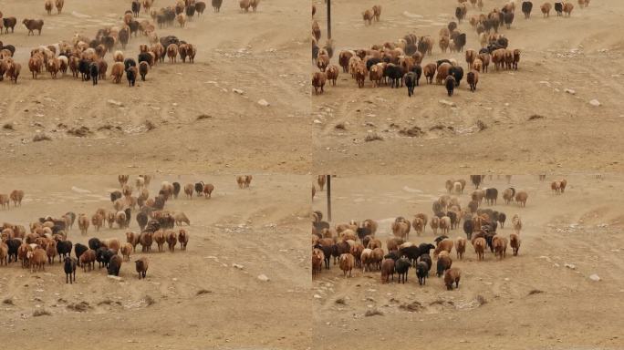 阿勒泰牛羊迁徙，新疆阿勒泰牧民转场