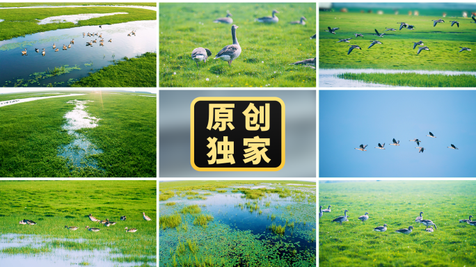 湿地湖泊河流生态自然水鸟候鸟飞鸟大雁飞翔