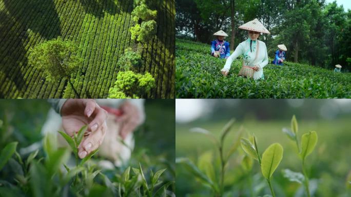 茶山 采茶人 茶叶生长