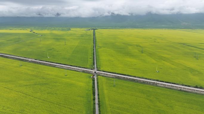 青海 门源 祁连山 航拍 油菜花海