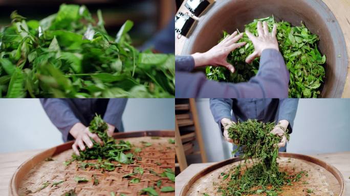 4K-log武夷岩茶制作工艺做青焙茶碳焙