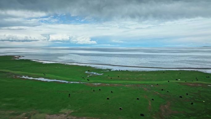 【正版素材】青海湖周边生态草场0082