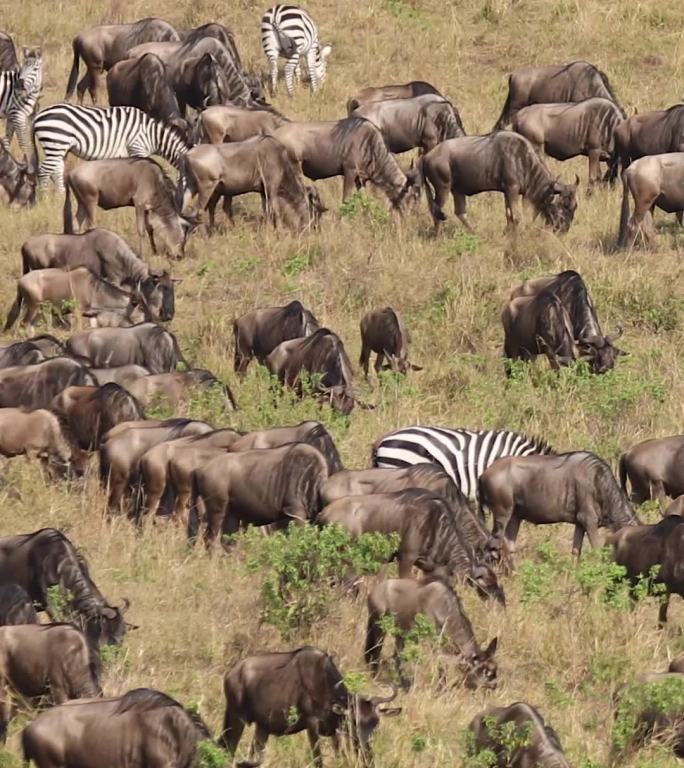 非洲肯尼亚野生动物大迁徙，角马迁徙的过程