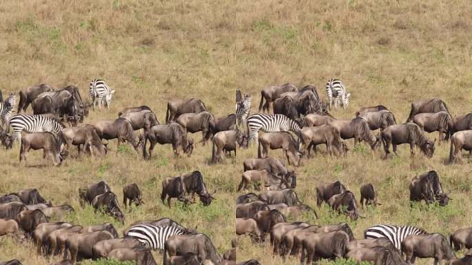 非洲肯尼亚野生动物大迁徙，角马迁徙的过程