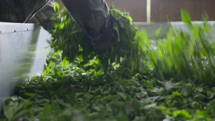 武夷山红茶核心产区桐木村正山小种金骏眉