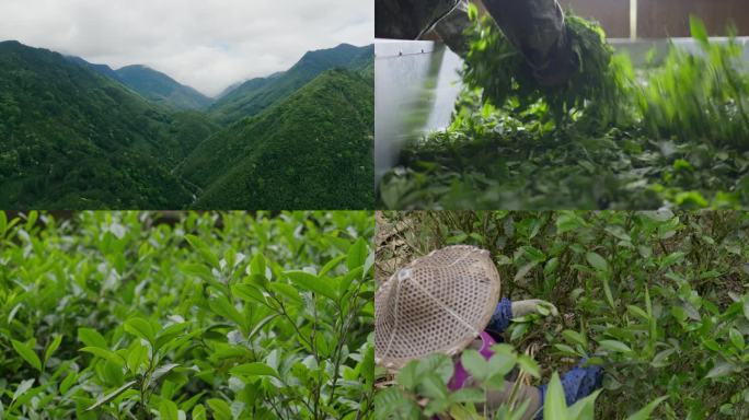 武夷山红茶核心产区桐木村正山小种金骏眉