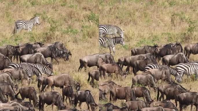 非洲肯尼亚野生动物大迁徙，角马迁徙的过程