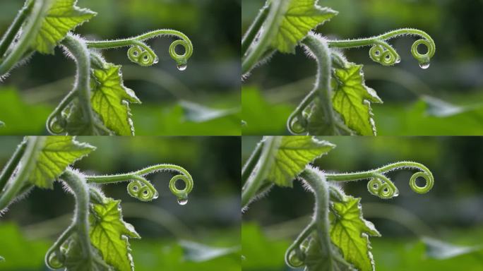 植物露珠露水空镜