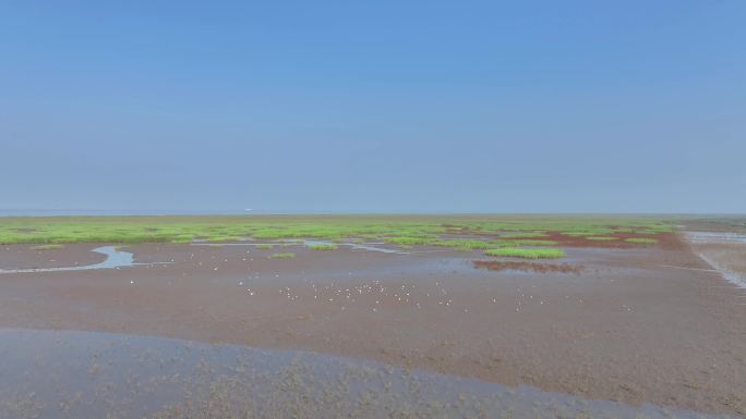 红海滩 蟹池 稻田