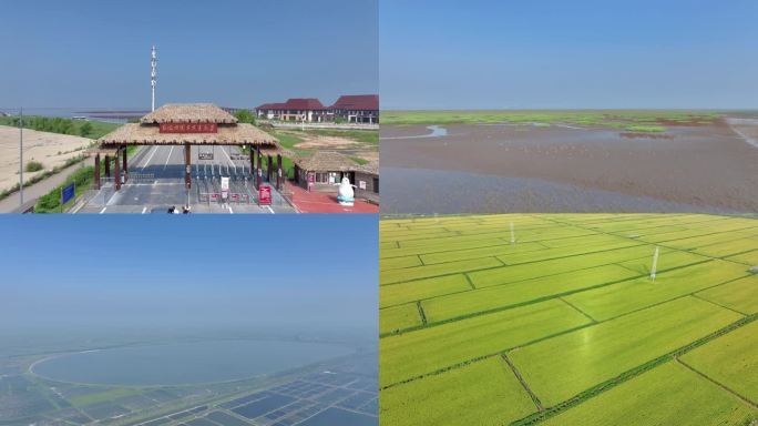 红海滩 蟹池 稻田