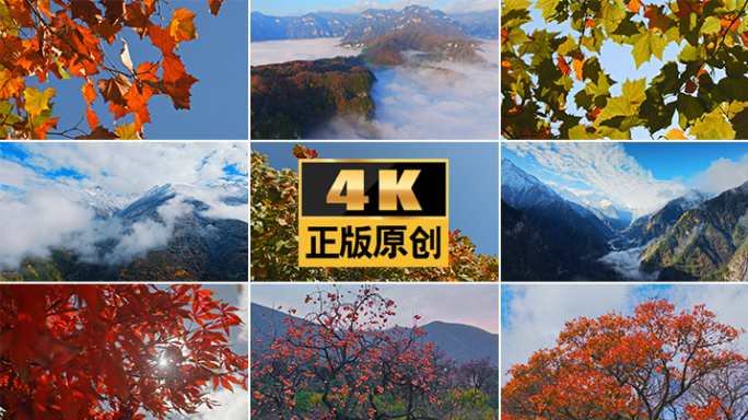 秋天立秋森林大美中国自然风景风光美丽中国
