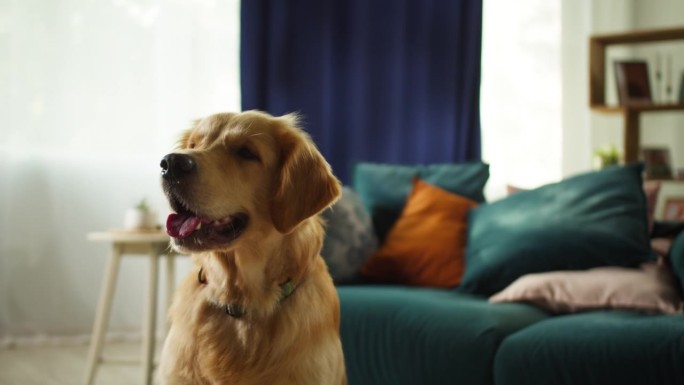 金毛猎犬吠叫特写。温顺的狗狗坐在客厅的地板上，看着镜头，摆姿势。快乐家养动物概念，最好的朋友，小狗在
